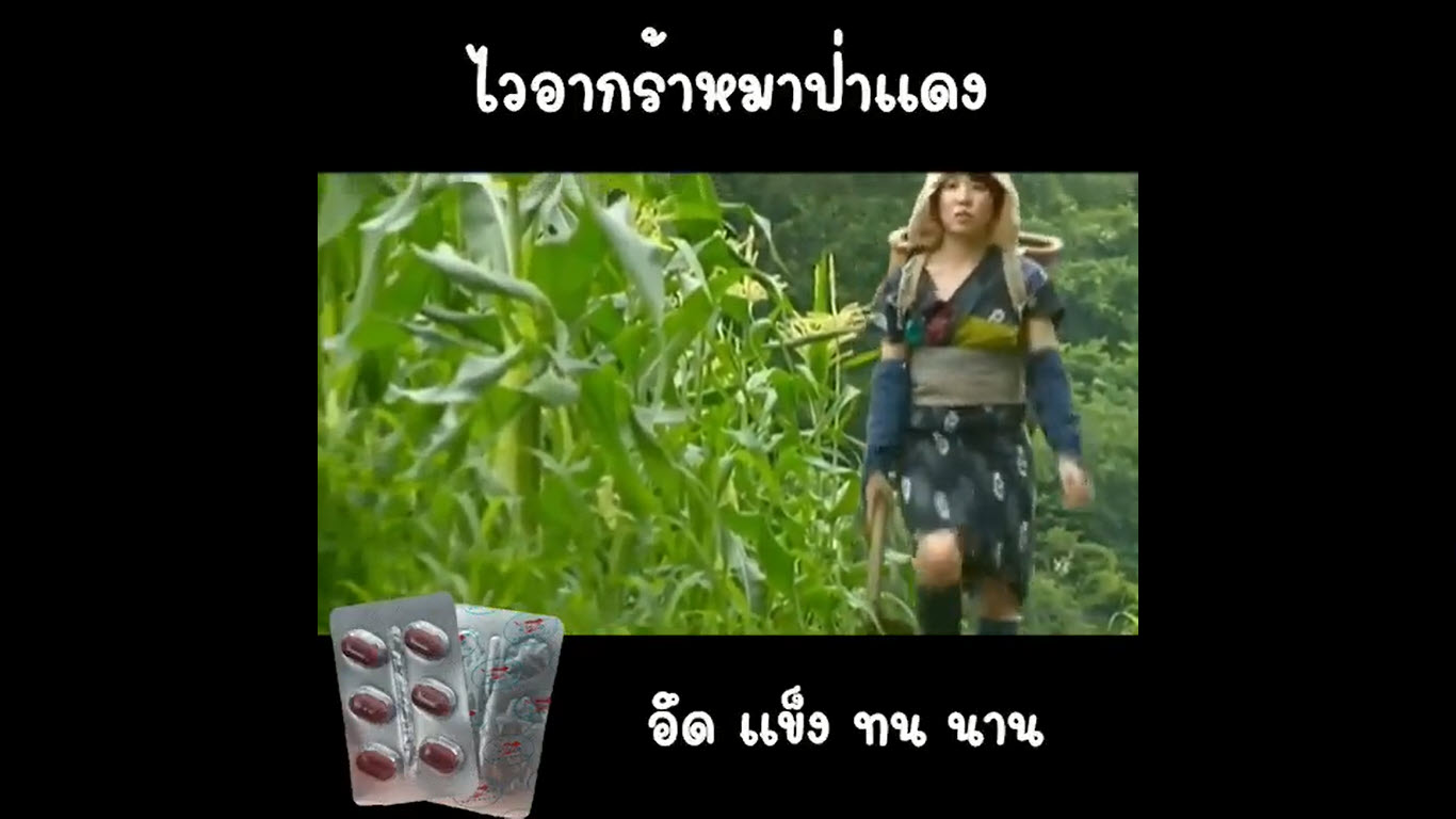 วันนี้มาเก็บข้าวโพดเจอหนุ่มควยใหญ่เลยชวนกันเยดในป่าข้าวโพดซะเลยฟินๆ